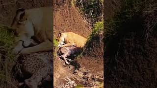 Surprised When Watching Lion Attack Giraffe #giraffe #lion #shorts #wildanimals #animals