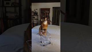 Cat Will LOVE Shopping With Her New Cart #cutecats