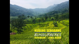 Suasana Persawahan Desa Bungurberes