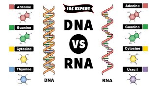 Difference Between DNA and RNA || DNA Vs RNA