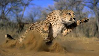 AFRICAN WILDLIFE 2011.wmv HD