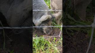 RETHINKING the USE of PASTURE PIGS: INVASIVE SPECIES CONTROL & BRUSH MANAGEMENT #pigs #homestead