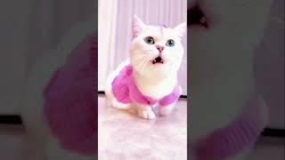 #Ytshorts #allsocialmedia 😮rym vs dance 🥰#fypシbaby-cat