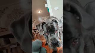 Cane Corso Head Tilt