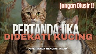 Jika Anda Didekati Kucing, Ada 4 Pertanda Ini Menurut Islam, Jangan Di Usir !!