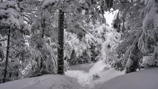 La beauté de l'hiver en forêt (vidéo musical)