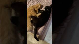 Cats playing on the bed