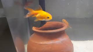 Beauty of Goldfish | UltraHD Aquarium Relaxing | Super beautiful goldfish #goldfish #fishtanksetup