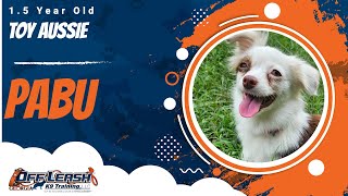 Pabu | 1.5 Year Old Toy Aussie | 1 Week Board & Train | Off Leash K9 Training, Georgia