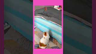 Scaredy Cats - Funny Pet Fails - 2021