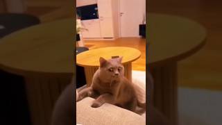 Funny Animals 2024 😂 - Funniest Cats and Dogs video 🐱 🐶 #shorts