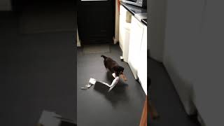 Puppy Shredder