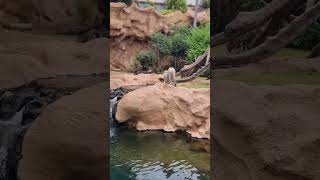 White Bengal Tiger in Loro Park Tenerife