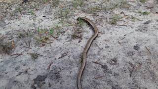 Vroege Vogels - Hazelworm zonder staart