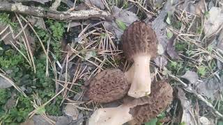 colmenillas nuevas brotadas 16-04-2022 🙂🙂🙂🍄🍄🍄