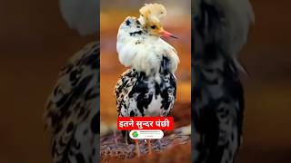 beautiful colorful birds || 🐥love birds sound || cute bird kabutar Status Video  jcb, billi