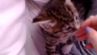 Kitten Charlie Playing