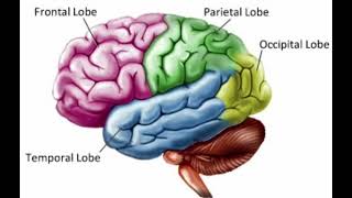 Human Brain Basics #physiology #neet