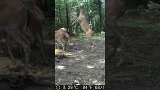 Deer Slugging it Out on Food Plot #shorts #shortsfeed #wildlife #deer #mkyb