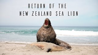 Return of the New Zealand Sea Lion - Wildlife Documentary