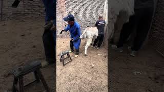 Trimming donkey hooves: The donkey doesn't want to have its hind hooves touched. It resists