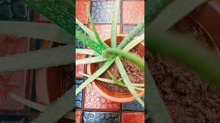 Aloe vera plant care| Plantcare | Aloevera | gardening