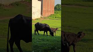 village life in punjab #farm  #farmlife #punjab #shortsfeed #countrylife #village #shortstrend #yt