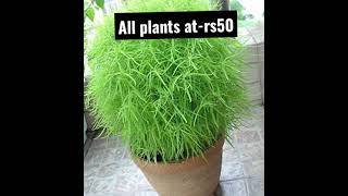 All plants at 50 rs❤️ Beautiful plants