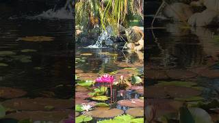 Feeding Koi and Tilapia. Koi pond.  waterfall #relaxingmusic #koifish #koipond #feeding koi