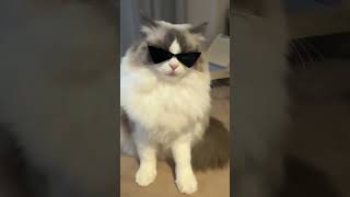 Cat actress debuts!But she's not the same before and after wearing sunglasses#funnycats #ragdoll