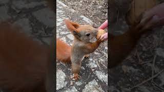 Cute Red Squirrel Wants a Walnut ❤️ Рыжуля  #funnyanimals #squirrel #wildlife