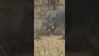 The elephant attacked the baby buffalo so bad