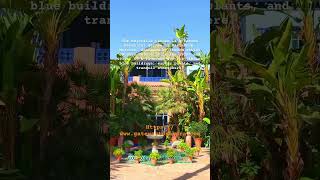 Majorelle garden as one of the best places to visit in Marrakech