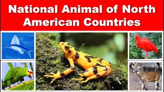 National Animal of North American Countries || DAG12650