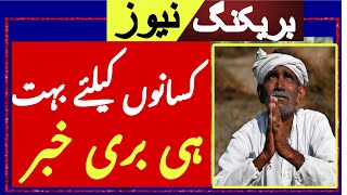 Today Wheat price in punjab//گندم کا ریٹ 2024/munji makki till sarso | Sugarcae rate News today