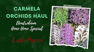 Hono Hono Special Carmela Orchids Haul || Dendrobium Orchids #carmelaorchids