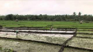 HD Video, Scuba Diving in Bohol on Panglao Island, Philippines