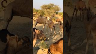 I was surprised to see that the camel opened its mouth #shorts #shortvideo  #youtubeshorts