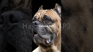 Hannibal IGP3  Stud Service, Training Services @ www.canesportivo.com.  #workingcanecorso