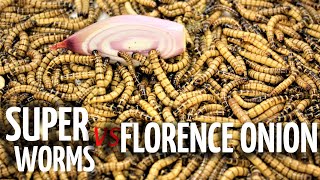 Super Worms VS Red of Florence Onion