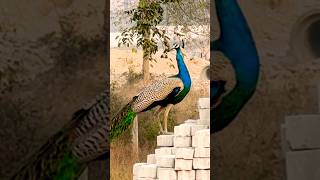 Peacocks Sound | Amazing Peacocks #peacock #मोर