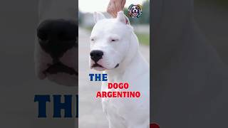 Dogo Argentino: The Dog Which Is Banned and Illegal In Several Countries #shorts