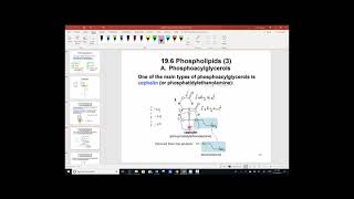 Chap 19 Lipids - Lesson 4 Phospholipids