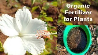 Organic Fertilizer for Plants at home | Natural Fertilizers | Easy and free fertilizer for plants