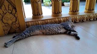 Smart cat is sleeping well alone after food lovely