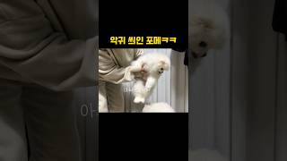 포메 키우기전 꼭 봐야할영상 ㅋㅋ #dogshorts #shorts #아기강아지 #포메라니안 #비숑 #강아지 #포메성격 #귀여운강아지 #funny #cute #puppy #댕댕이