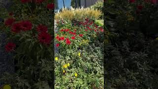 Flowers#shortvideo #garden #relaxing