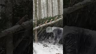 The BEST Winter Bushcraft Trip You'll Ever Take in 2024! #survival #shorts #shortsviral #bushcraft