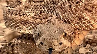 El cuervo negro “Rattlesnake”