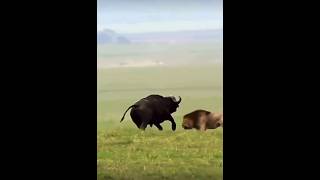 buffalo attack lion 😳 #wildlife #wildanimals #animals #shorts